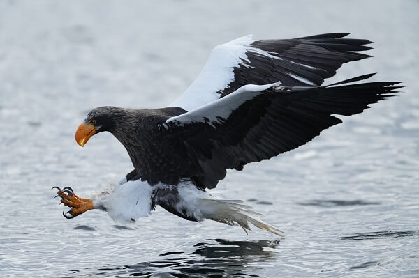 Bird of prey swooping, wings and claws outstretched, just above the water – photographed with the Sony a1 mirrorless camera