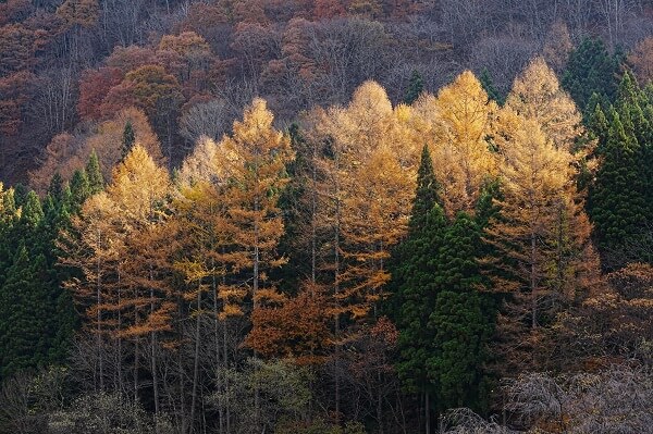 Forest of trees with yellowing leaves, photographed with the Sony a1 mirrorless camera