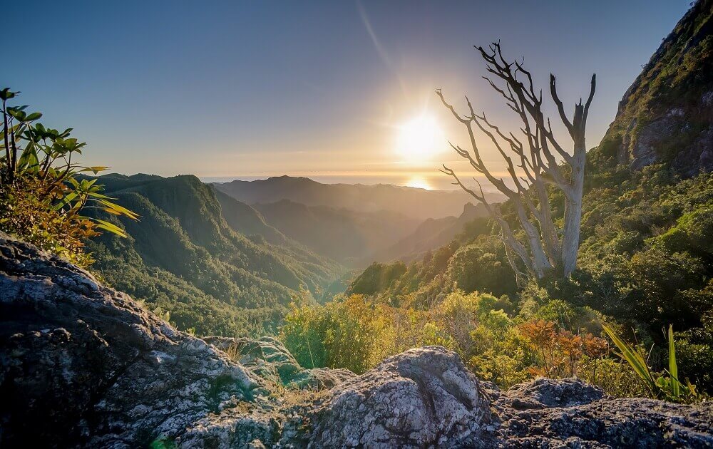 Valley sprawling with different trees and foliages.