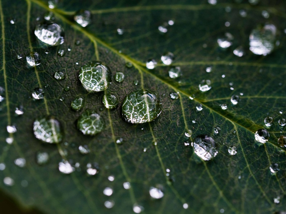 water droplets on leaf macro photography