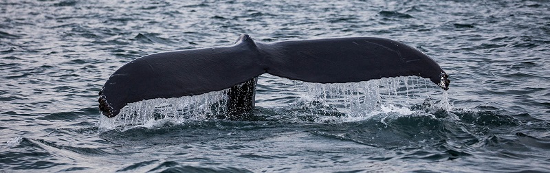 tail of a whale swimming on the sea