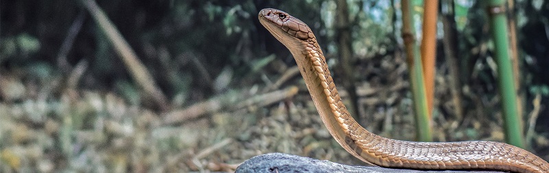 wildlife shot of a snake