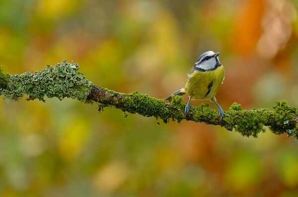 Eurasian blue tit bird perched on a moss-covered branch, photographed with the Fujifilm XF 70-300mm f4-5.6 R LM OIS WR lens